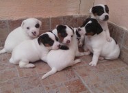 Jack Russell