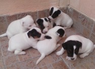 Jack Russell
