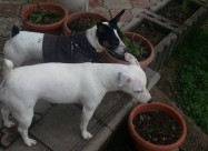 Jack Russell