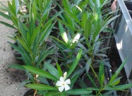 Prodavam Cvekje Oleander, Ruzmarin, Palma 