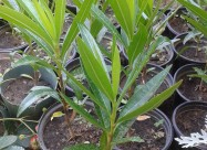 Prodavam Cvekje Oleander, Ruzmarin, Palma 