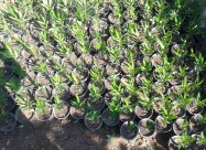 Prodavam Cvekje Oleander, Ruzmarin, Palma 