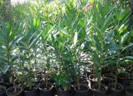 Prodavam Cvekje Oleander, Ruzmarin, Palma 