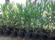 Prodavam Cvekje Oleander, Ruzmarin, Palma 