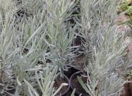 Prodavam Cvekje Oleander, Ruzmarin, Palma 