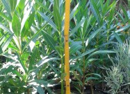 Prodavam Cvekje Oleander, Ruzmarin, Palma 