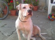 Pitbul Kucenca