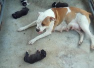 Pitbul Kucenca