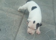 Pitbul Kucenca