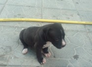 Pitbul Kucenca