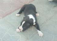 Pitbul Kucenca