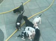 Pitbul Kucenca