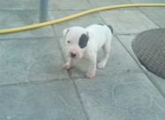 Pitbul Kucenca