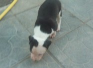 Pitbul Kucenca