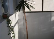 Juka Drvo Zivota Fikus I Schefflera