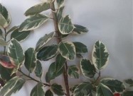 Juka Drvo Zivota Fikus I Schefflera