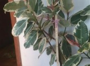 Juka Drvo Zivota Fikus I Schefflera