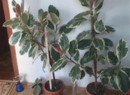 Juka Drvo Zivota Fikus I Schefflera