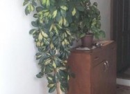 Juka Drvo Zivota Fikus I Schefflera