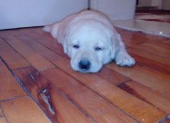 Labradori