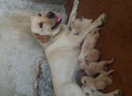 Labradori