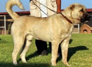  Kucenca Kangal Аnatholian Shepared