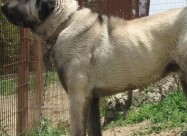  Kucenca Kangal Аnatholian Shepared
