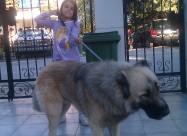  Kucenca Kangal Аnatholian Shepared