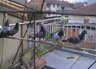 Енглески Типлер