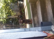 Prodavam Doberman