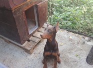 Prodavam Doberman