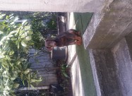 Prodavam Doberman