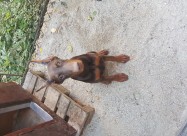Prodavam Doberman