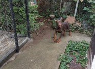Prodavam Doberman
