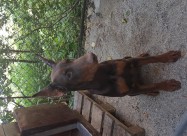 Prodavam Doberman