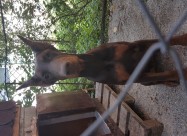 Prodavam Doberman