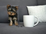 Jorksirski Terieri - Yorkie