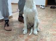 Dogo Argentino