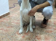 Dogo Argentino