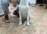 Dogo Argentino