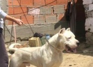 Dogo Argentino