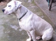 Dogo Argentino