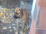 Bulmastiff