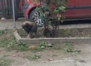 ШАРПЛАНИНЧИНА ! 