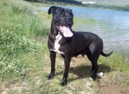 !!! НОВО ЛЕГЛО НА МАЛИ КУЧЕНЦА - Cane Corso !!!