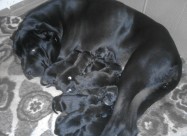 !!! НОВО ЛЕГЛО НА МАЛИ КУЧЕНЦА - Cane Corso !!!