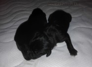 !!! НОВО ЛЕГЛО НА МАЛИ КУЧЕНЦА - Cane Corso !!!