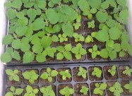 Paulownia Sertificirano Seme