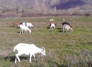 Prodavam Kozi