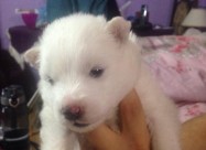 Cistokrvni Kucenca Sibirski Samojed